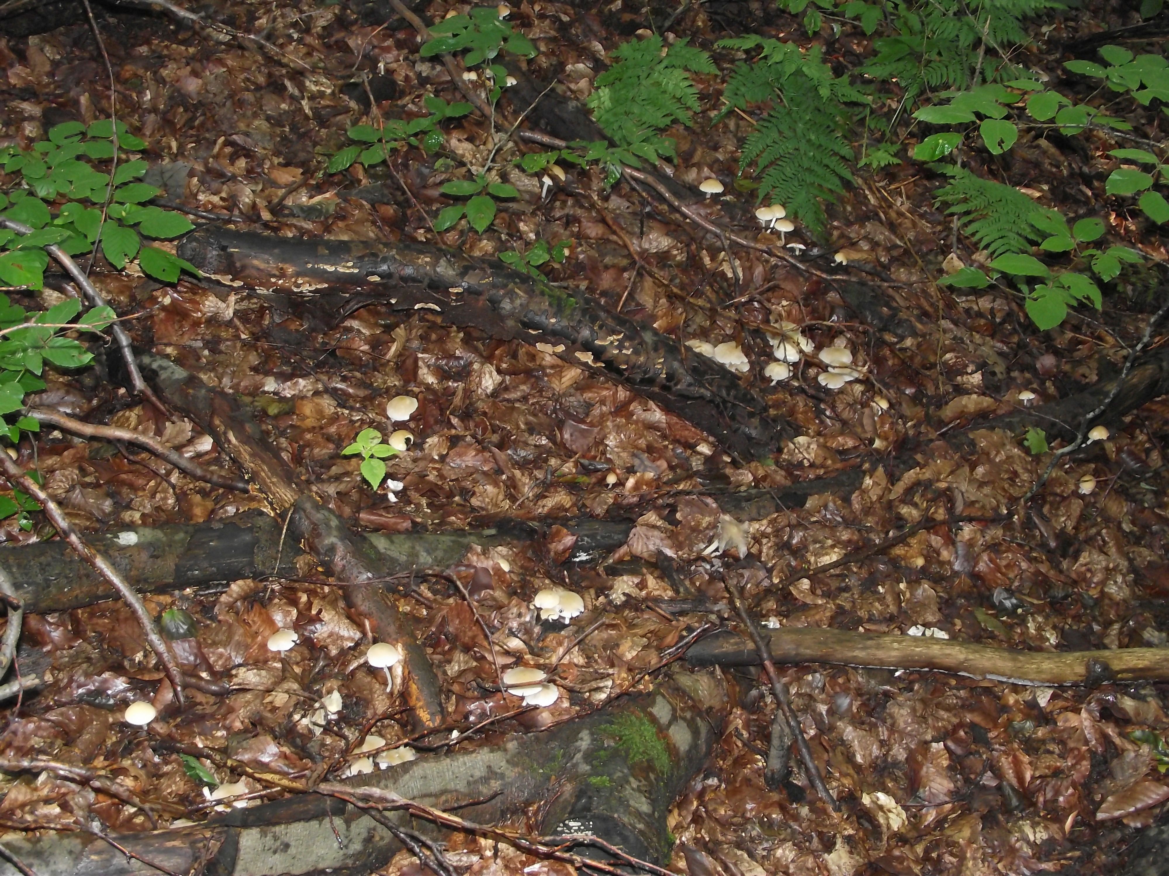 Behangener Faserling